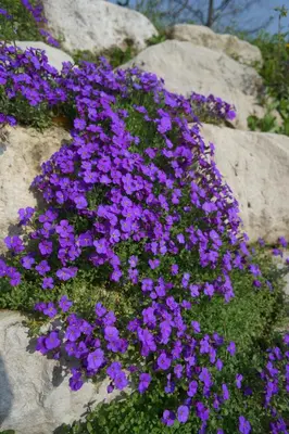 Planimetria di Nikolas' Valley