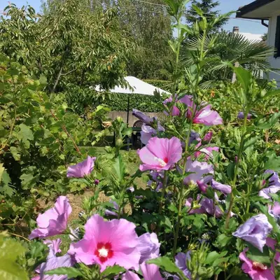 Giardino di Casa del Vigneto - NEW near VENICE - rooms+bathroom - INDEPENDENT