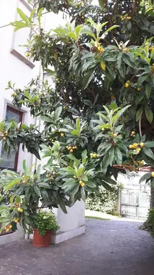 Giardino di CASA MAGNOLIA