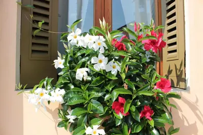 Giardino di Agriturismo Villa Panigai