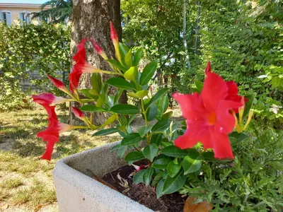 Giardino di Appartamento Le Magnolie 2