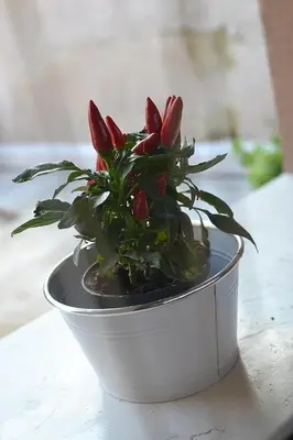 Planimetria di La Salvia e Il Lampone