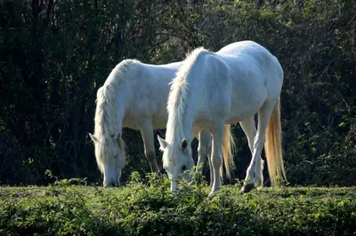 Altri animali domestici presso l'hotel o nei dintorni