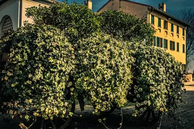 Giardino di Le Vigne Morosina