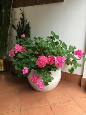 Giardino di Agriturismo Da Ninoti