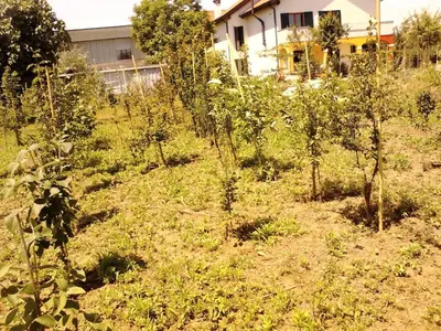 Giardino di Green Fields