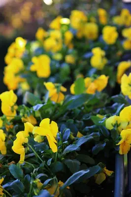 Giardino di Garage con camere