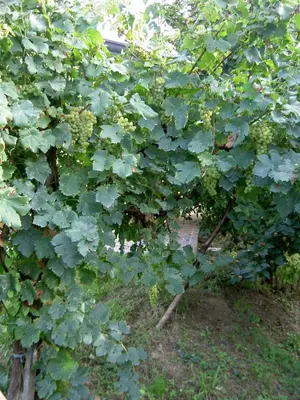 Giardino di Agriturismo Monteortone