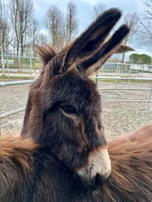 Altri animali domestici presso l'agriturismo o nei dintorni