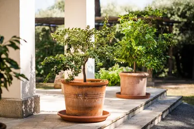 Giardino di Fattoria Busa dell'Oro