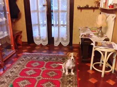 Ospiti di Casa Irene con animali domestici