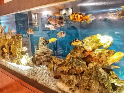 Altri animali domestici presso l'hotel o nei dintorni