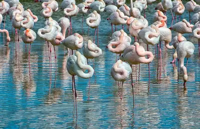 Altri animali domestici presso la villa o nei dintorni