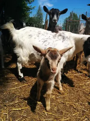 Altri animali domestici presso l'agriturismo o nei dintorni