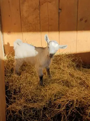 Altri animali domestici presso il bed & breakfast o nei dintorni