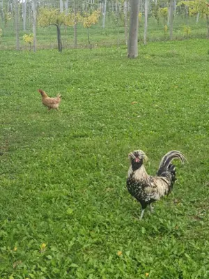 Altri animali domestici presso il bed & breakfast o nei dintorni