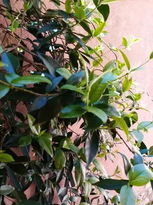 Giardino di Biennale flat