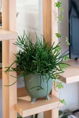 Planimetria di BOTANIC GUESTHOUSE ESTE